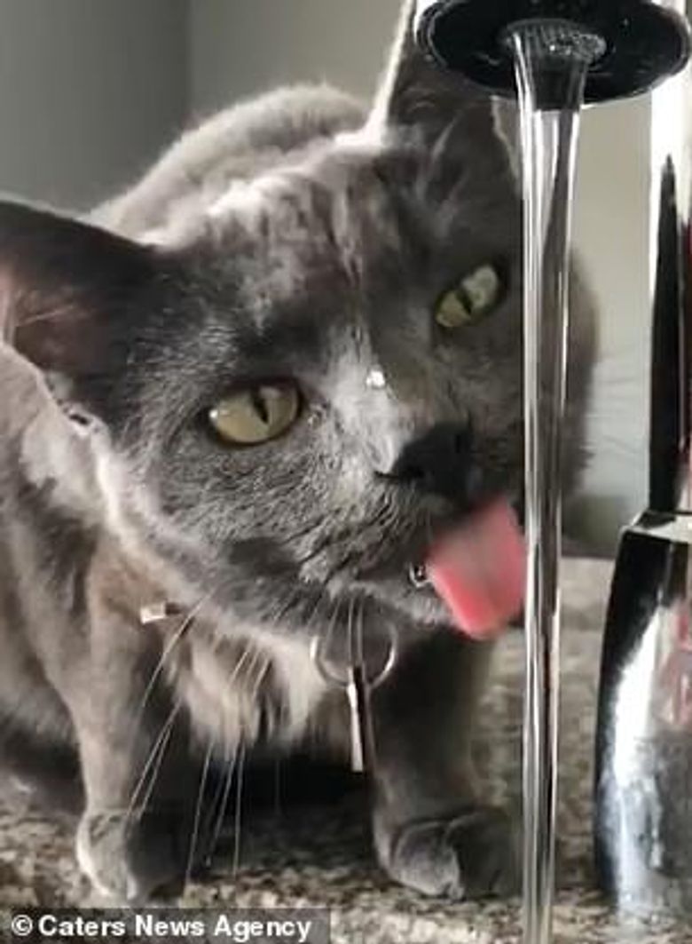 Illustration de l'article : Un chat est condamné à tirer la langue continuellement en raison d’une déformation de la mâchoire